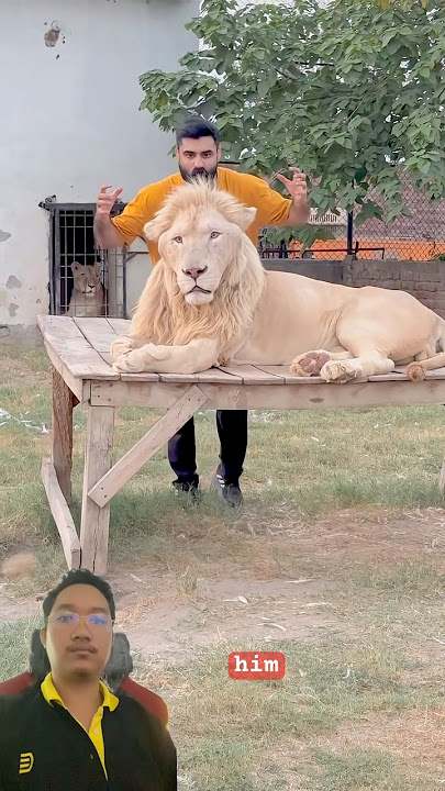 Can a Lion Really Be Fooled Like This?
