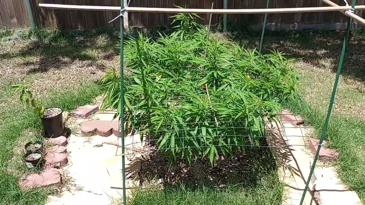 Season 5 episode 8//06/22/2025// Outdoor organic marijuana! Summer solstice!