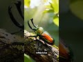 "El insecto más BELLO del mundo: Escarabajo Arcoíris 🌈🪲" #datoscurisos #naturaleza
