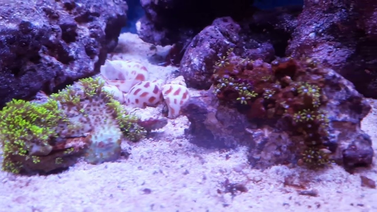 Green Star Polyp colonies