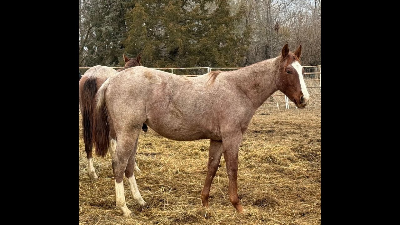 Catz Strait Quejana - 2023 APHA Colt - Free Movement