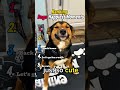 Ranking Dog Happiest Moments#shorts #foryou #ranking #dogshorts