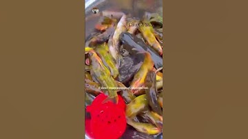 Cách Bắt Cá Lạ #fishing #amazing #cauca365 #short