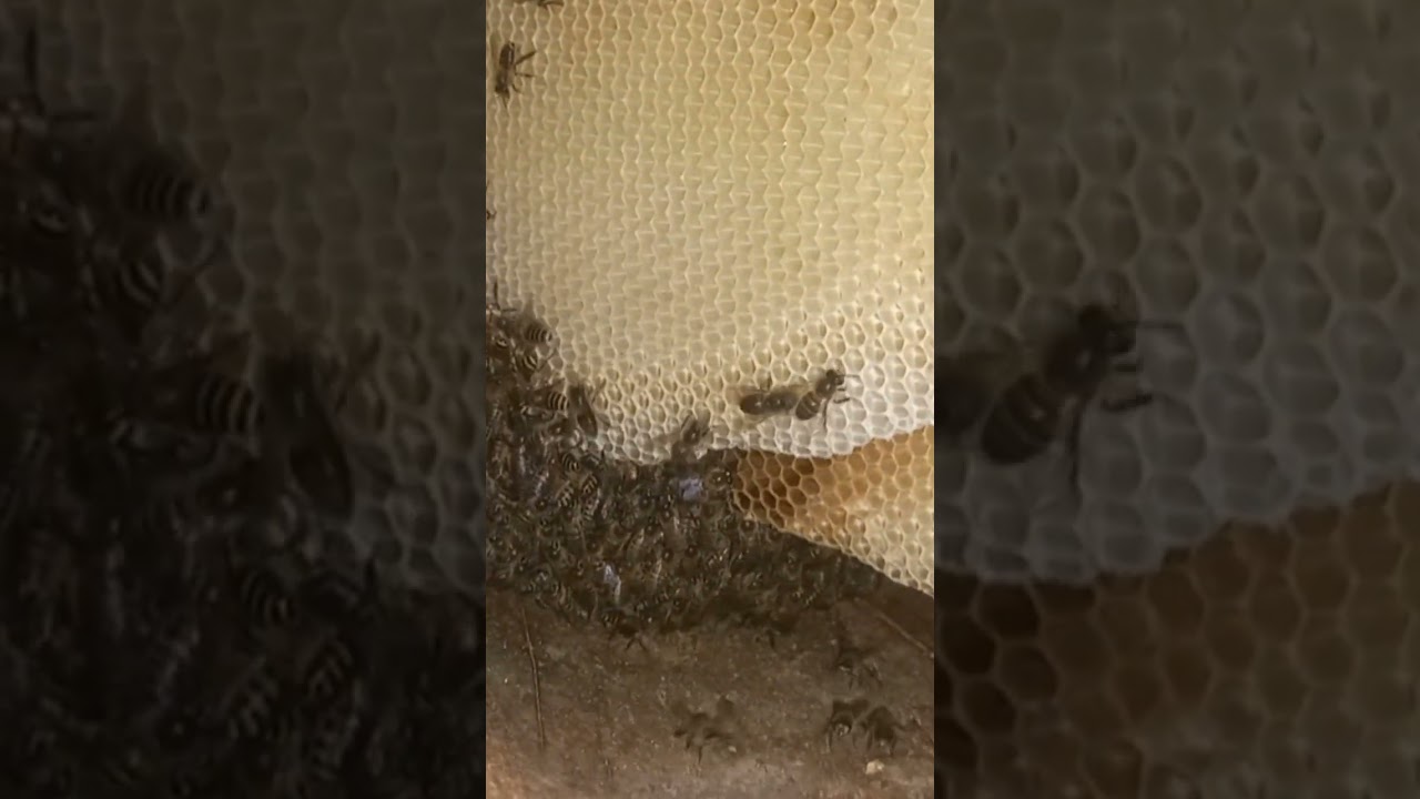 on this day  natural beauty ✨️ 😍 honey 🍯 bee 