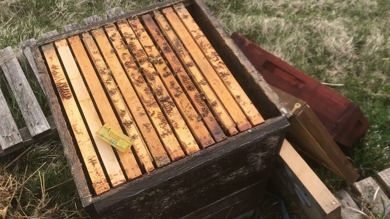 Königinnen austauschen und zusetzen 2022