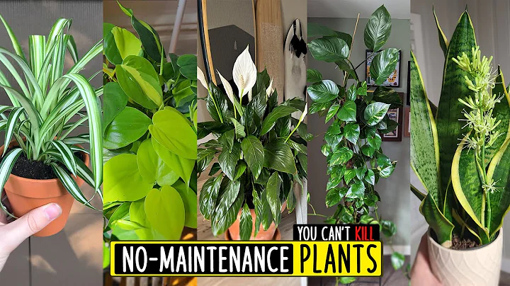 Best Indoor plants  for beginners