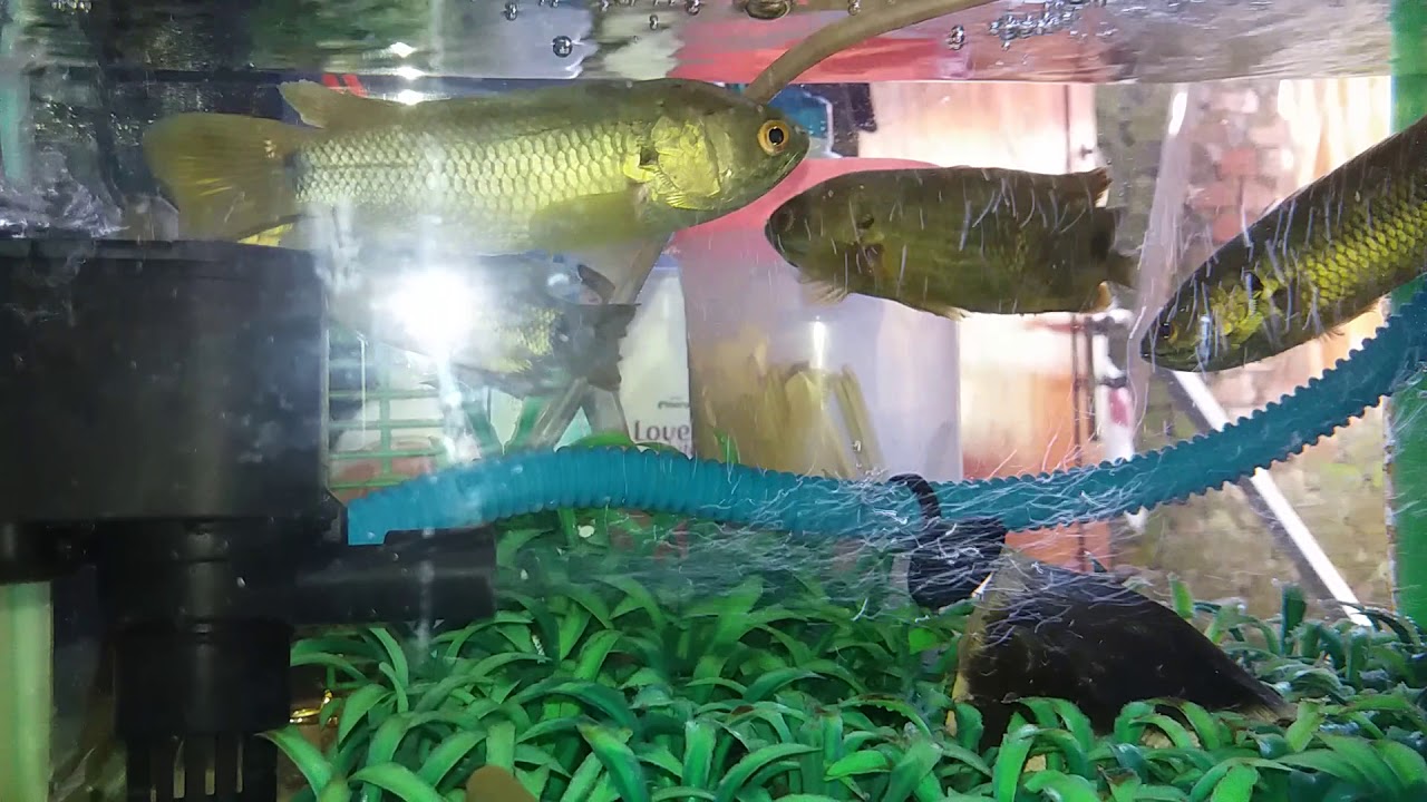 Aquarium Ikan Betok Youtube