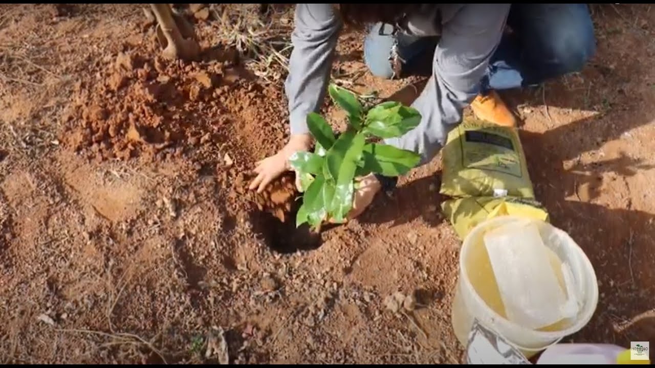 How to Plant Seedlings Using HIDROSILO Planting Gel