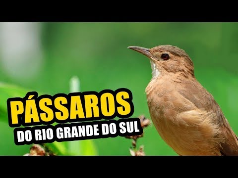 🔴 ALGUMAS AVES DA FAUNA DO RIO GRANDE DO SUL