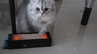 Persian cat: เฟอร์บี้เล่นกล่อง Furbie's toy. by MY HOME CATS 112 views 4 years ago 1 minute, 9 seconds