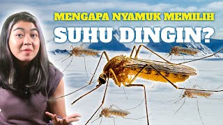 Mengapa Nyamuk Memilih Suhu Dingin? #edukasi #nyamuk