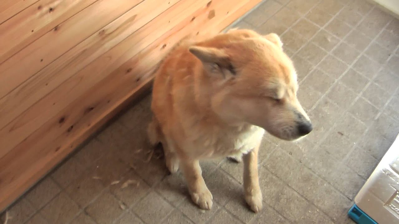 犬のくしゃみ Dog Sneeze ロッキー 秋田犬のミックス Youtube