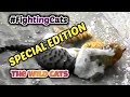 ⭐ FIGHTING CATS SPECIAL EDITION !!! 😸