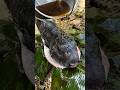 Momentos mais bizarros do mundo! #curiosidades #animais #bichos