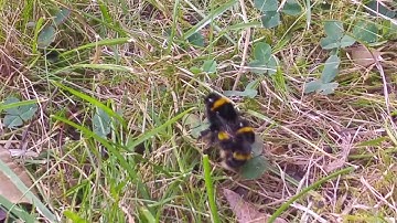 2 bumble bees mating