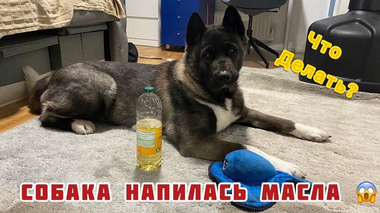 Собака нализалась машинного масла