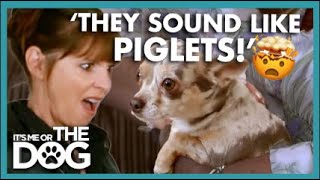 Chihuahuas Sound like 'Piglets being Scalded' | It's Me Or The Dog