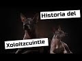 historia del Xoloitzcuintle | perro mexicano