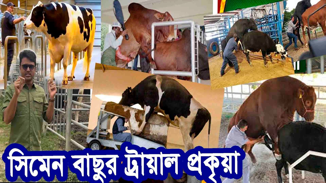 সিমেনের জন্য বাছুর নির্বাচন কিভাবে হয়? | Agriculture News