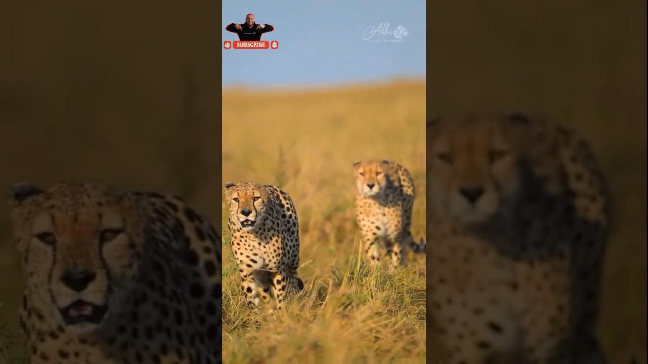 Meet the Cheetah: Nature’s Sprinter 🐆