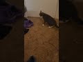 Puppy and Kitty Playtime #cute #dog #dogshorts #cat #catshorts #catvideos #shortsfeed #pets