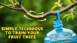 How To Train Your Fruit Trees And Why