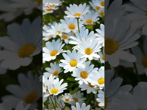 Video: Common popovnik (common daisy): description, photo, where it grows