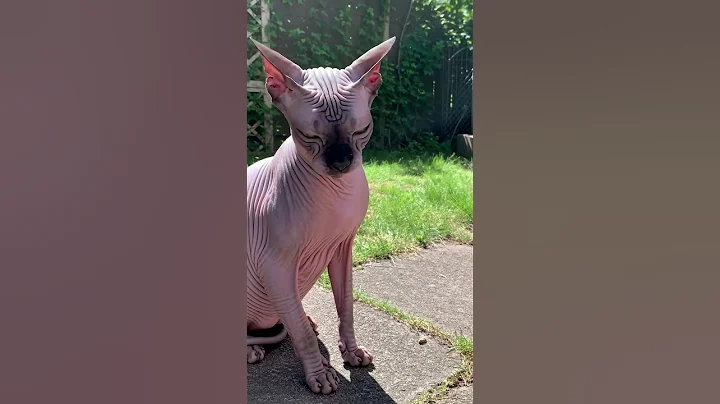 Video 11851261: sphynx cat enjoying, cat enjoying sun