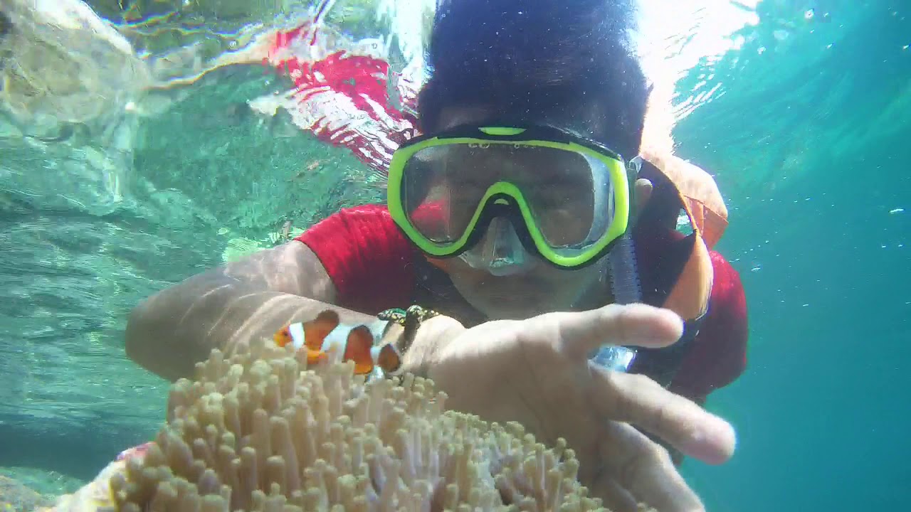 Bermain dengan IKAN  NEMO  YouTube