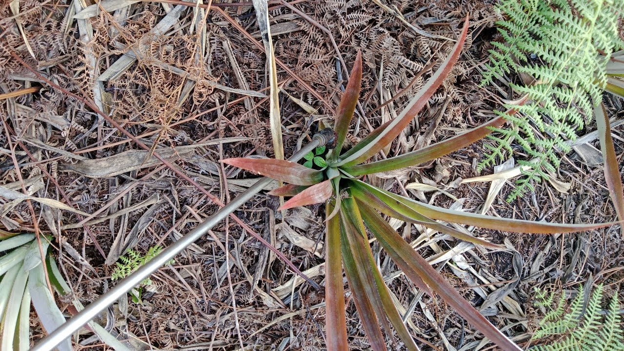 Pupuk yang kita gunakan part 1