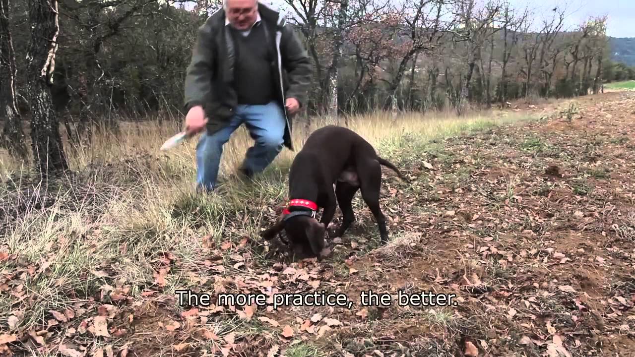 Truffle Hunters of Catalonia, Spain YouTube