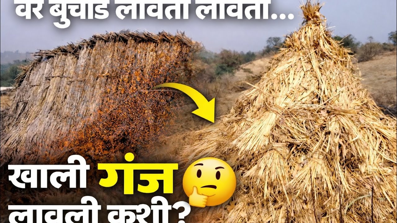 ज्वारीच्या पेंड्यांचा बुचाड लावता लावता गंज लावली कशी 😱