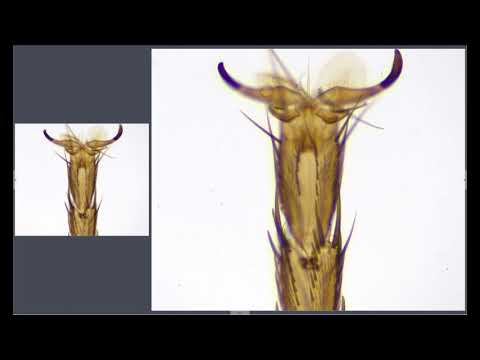 Live EDF (extended depth of field) imaging by BioStitch-500 Camera