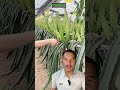 Darigan khati ysari garnus|| wow#shortvideo #fruit #farming #shortvideo #vegetablefarming #trending