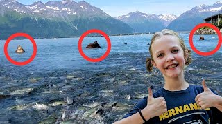 Sea Lions Devouring Salmon in Valdez, Alaska! 🐟#sealions #salmon #fishhatchery