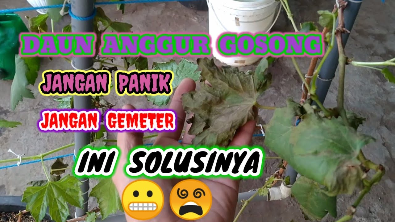 Anggur Rontok MENGATASI DAUN ANGGUR TIBA TIBA GOSONG, LAYU, KERING, RONTOK, #garden # ...