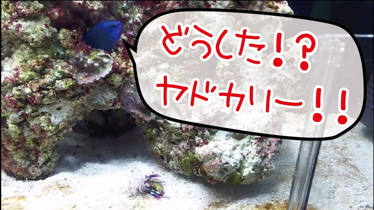 海水水槽 ヤドカリが脱皮してました ユビワサンゴヤドカリ Youtube