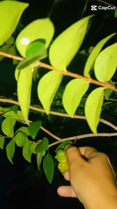 Nemu#lagujawa#nemu#gilgasahid#shorts#fyp#like#subscribe