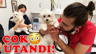 SIRRI ORTAYA ÇIKTI! Sevimli Yavru Köpek Lily Yakalanınca Çok Utandı!  #TheVet