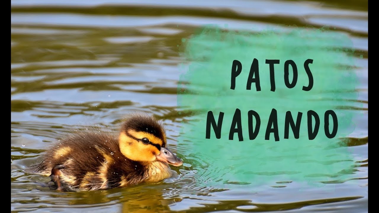 Patos nadando - YouTube