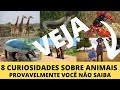 Curiosidades sobre os animais que você não sabe