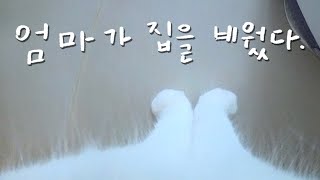 1st Cat POV Vlog ⭐️ ep 4 by 무지막지한 막무家네 426,407 views 4 months ago 4 minutes, 28 seconds