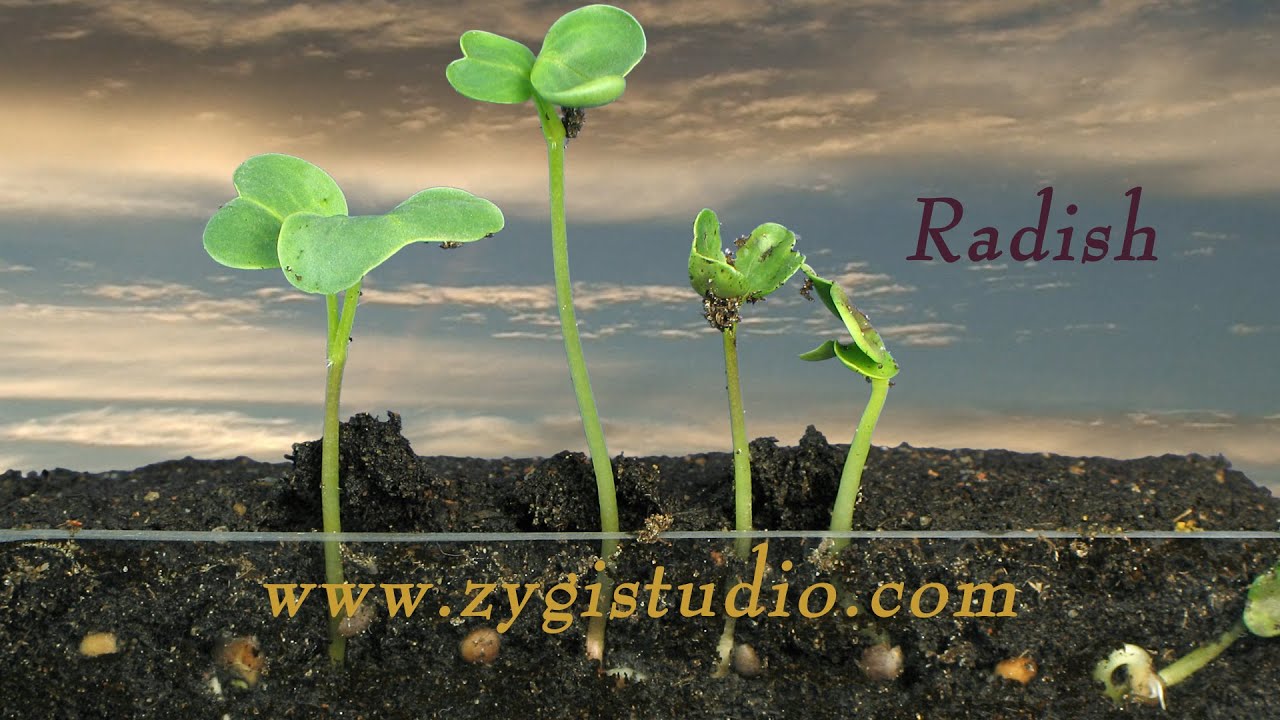 Timelapse of Growing Radish Vegetables. YouTube