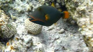 Orangelined triggerfish. Red Sea 2010-11 m2t