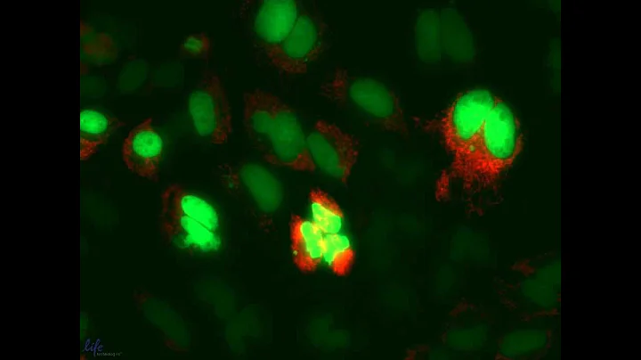 HeLa MitoGFP H2B RFP Time-lapse