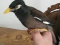 Talking Myna bird "Kuzya-1.Говорящая  майна Кузя-1