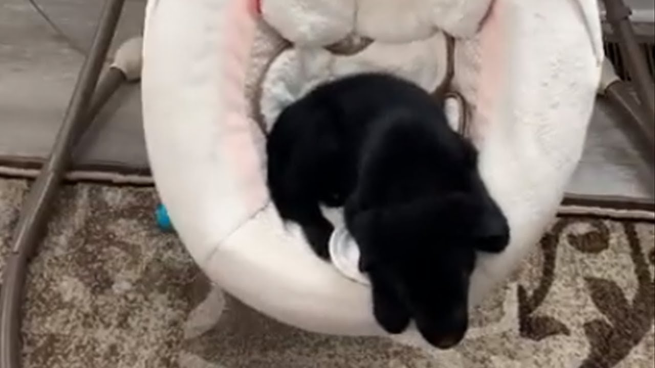 Sleepy puppy decides to nap in the baby's swing YouTube