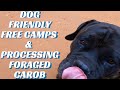 Dog Friendly Free Camps Western Australia + Processing Foraged Carob + Caravan Life Vlog