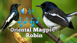 Burung Gagak Oriental ॥ Efek suara alami