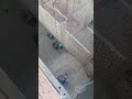 ونش رفع مواد البناء حديد بسيوني محرك 13 ياباني
